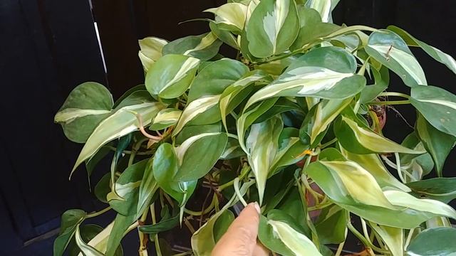 Philodendron Rio - Filodendron Rio - Não Scandens Ou Brasil - Filodendron Hederaceum White