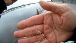 ВЕСЕННЯЯ ПЛОТВА . Ловля плотвы маховой удочкой .