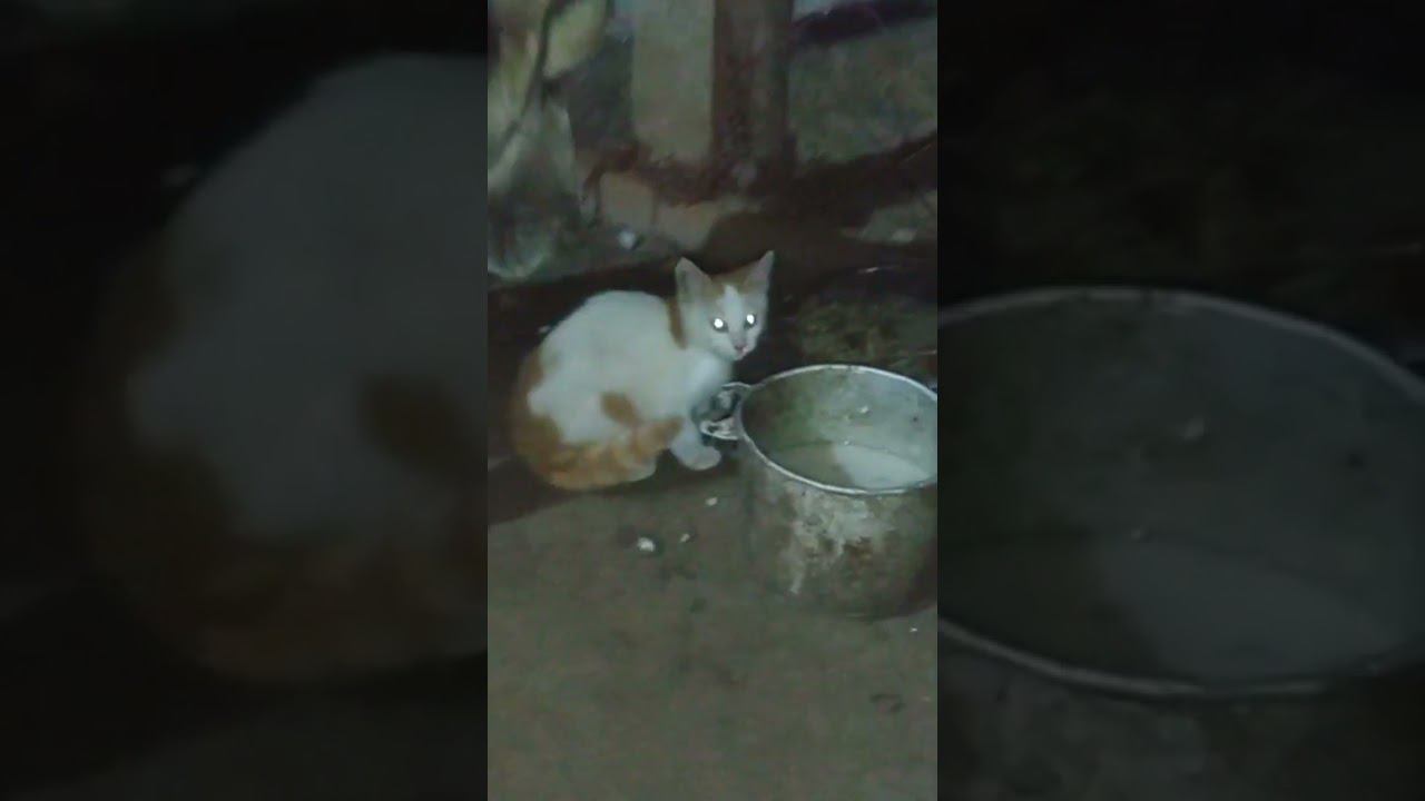 КотоПес смотреть онлайн