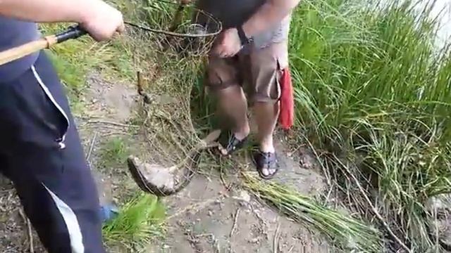 Язь. Красавец на 2.2 кг. на Десне 25.06.2017 смотреть онлайн