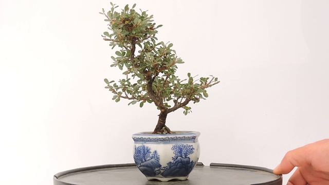 Vídeo 360º Bonsái Cotoneaster horizontalis-Griñolera. CN11 смотреть онлайн