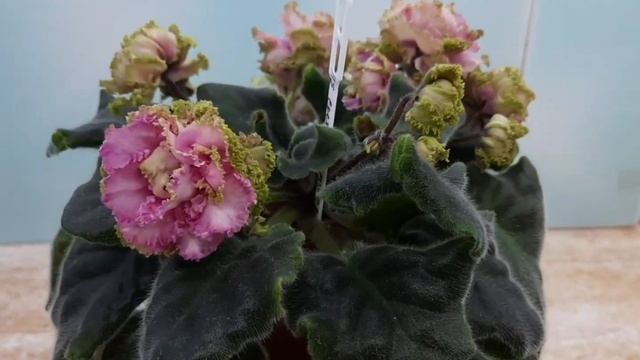 Фиалки! Цветение в жару! смотреть онлайн