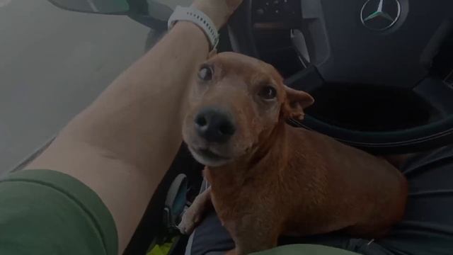 Цверг Пинчер Evropeets Evsey Magnifisent- Мой верный Друг. смотреть онлайн