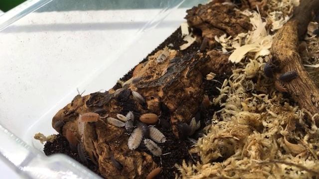 Armadillidium vulgare ‘Punta Cana’ and Other Invertebrates смотреть онлайн