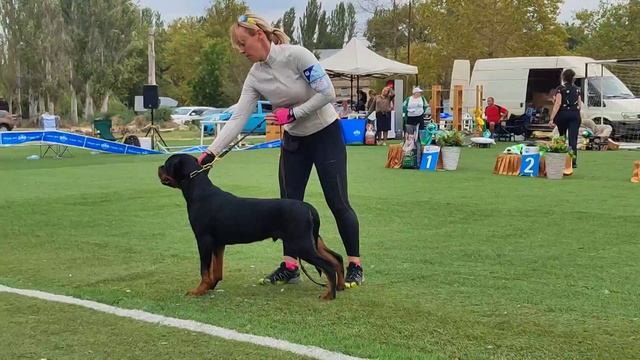 Лучший щенок - моно ротвейлеров Краснодар 2023