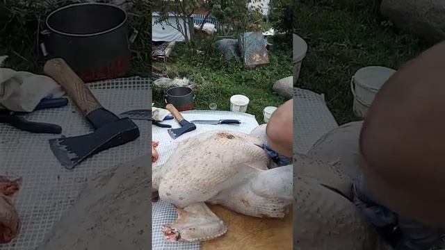 Индюк биг 6 в 5 месяцев 16 кг смотреть онлайн