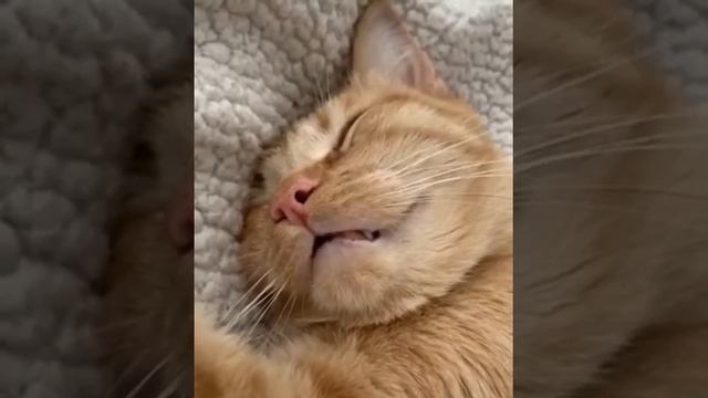 Мне приснился мотоцикл смотреть онлайн