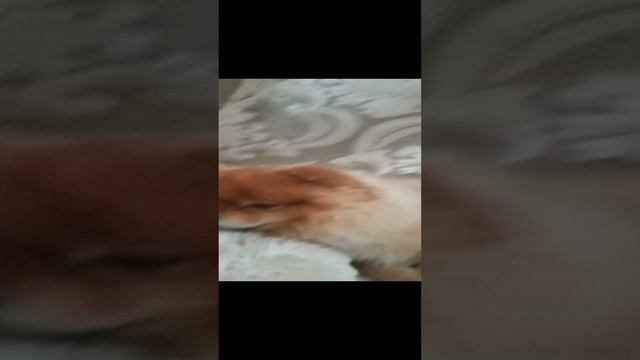АХАХАХАХА #шпиц #собаки #🐶 смотреть онлайн