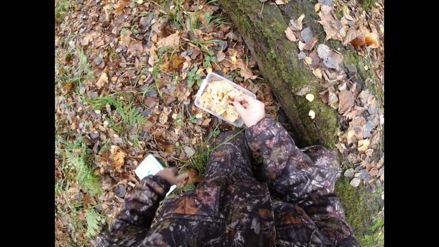 Какие грибы в лесу 31 октября. За фламмулиной смотреть онлайн