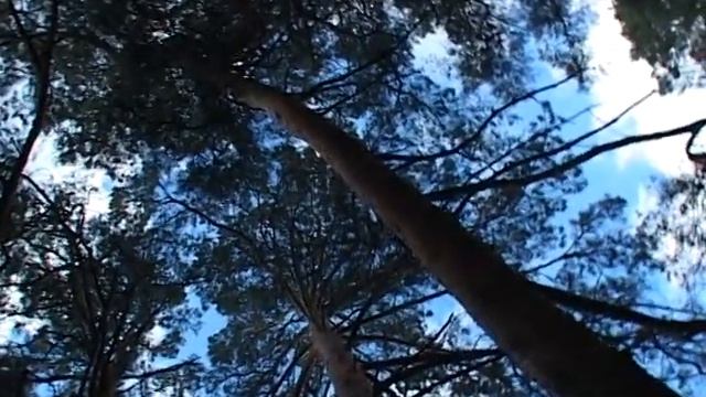 Поэт Наталья Пауесова БЕРЕЗОВАЯ РУСЬ смотреть онлайн