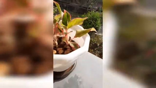 Indoor Plants for the Small-Space Gardener #ZZ plants #Red Aglaonema #Rubber Plants #Snake Plants смотреть онлайн