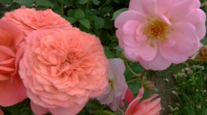 Роза Аптаун герл- очень красивый и необычный цвет.