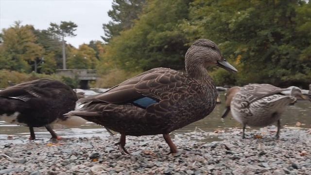 Утиные истории [Как крякают утки] - Насекомышки смотреть онлайн