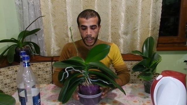 Как поливать орхидею (Фаленопсис)