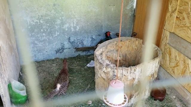 Грабим Тётю))) смотреть онлайн