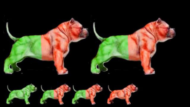 Атаксия у булли смотреть онлайн