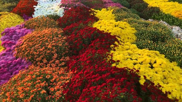 Обзор Хризантемы Мультифлора - Тифооси (Tifosi) 2021 г. | Кубаньсад смотреть онлайн