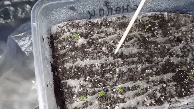 Посев львиного зева на салфетку. Дешевый и быстрый способ избавится от плесени смотреть онлайн