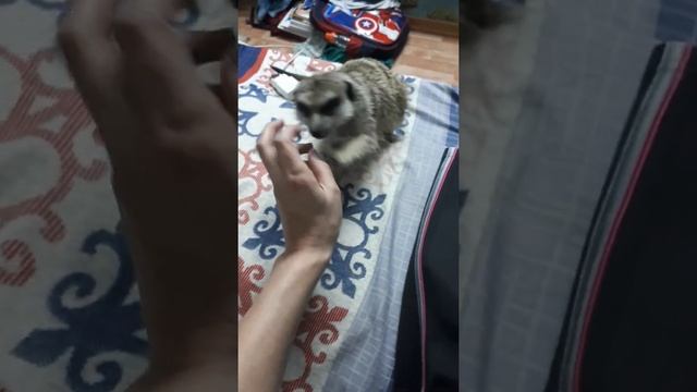 Сурикат и его жизнь смотреть онлайн