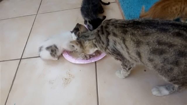 Sokaktaki İnsanların Peşinden Koşuyor смотреть онлайн
