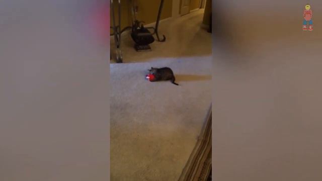 ВЕСЕЛЫЕ ЖИВОТНЫЕ, смешные животные, приколы с котами, приколы, приколы 2020, животные, кошки №24 смотреть онлайн