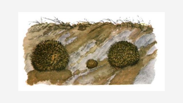 "Тихая сказка" С. Маршак | Центр Взросления в Качестве | Сказки для детей и взрослых смотреть онлайн