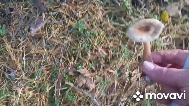 ‼️Поездка по лесам КУРСКОГО района Курской области ❗ Грибы радуют своим изобилием ??‼️ смотреть онлайн