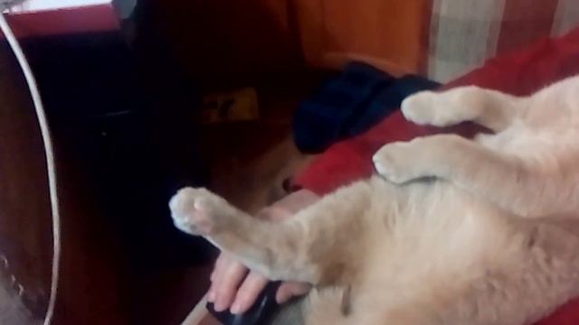 Любимое кресло кота смотреть онлайн