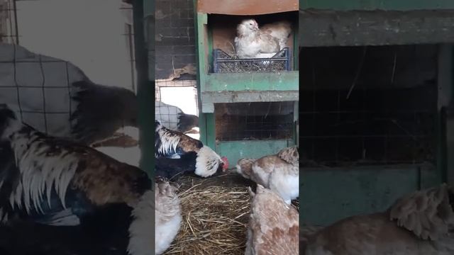 куры фавероль лососевая смотреть онлайн