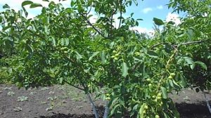 ГРЕЦКИЙ ОРЕХ сорт КОЧЕРЖЕНКО ДЕРЕВУ 6 ЛЕТ