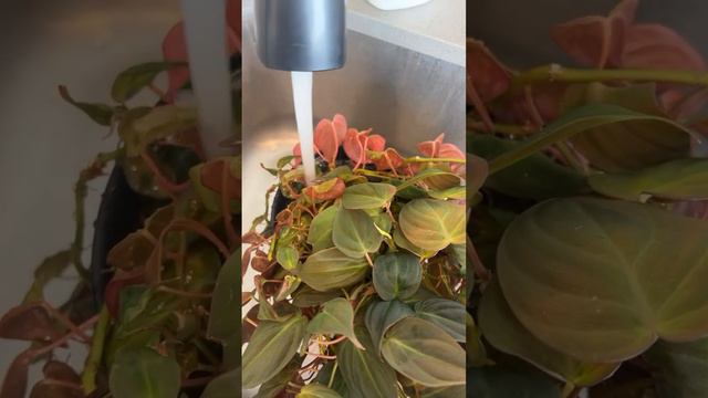 Philodendron Micans 🪴 sound on 🔉 смотреть онлайн