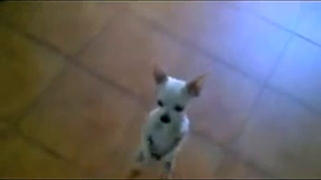 chiguagua flamenco смотреть онлайн