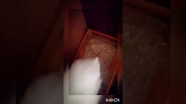 китайские шелковые куры, первое яйцо, декоративные куры смотреть онлайн