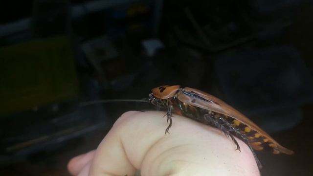 Красивый и простой [Eublaberus distanti] смотреть онлайн