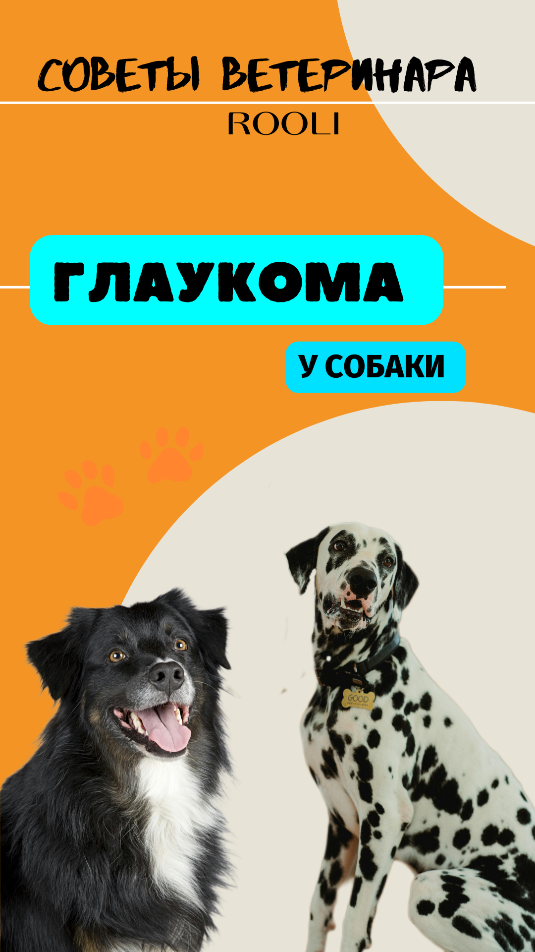 Глаукома у собак. Причины, симптомы глаукомы у домашних питомцев. смотреть онлайн