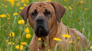 Тоса - Ину ВСЕ О ПОРОДЕ. Редкий японский самурай!