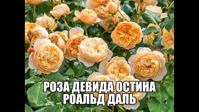 Роза Девида Остина Роальд Даль