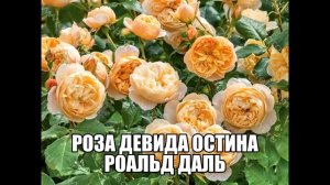 Роза Девида Остина Роальд Даль