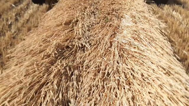 Косилка самоходная Кск 100, чулпан. смотреть онлайн