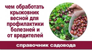 Весенняя обработка крыжовника от болезней и вредителей.