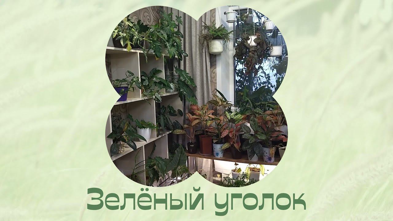 Убрала тумбу и поставила на пол. Цветы. смотреть онлайн