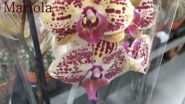 Обзор орхидей NEO FLORA Воронеж 03 ноября 2021(часть1). Очень много красоты.