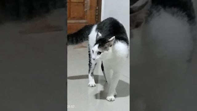 Kucing Lucu