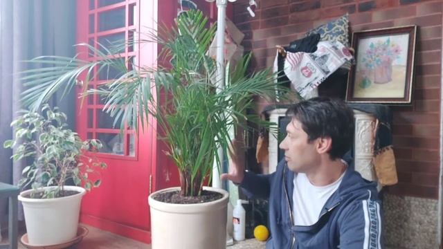 Пальма у меня дома смотреть онлайн