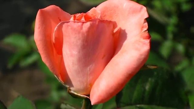 Роза Дольче Вита. смотреть онлайн