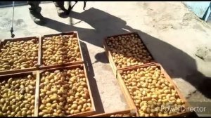 Обработка картошки перед посадкой. Обрабатываем от гнили , от болезни, от мелких вредителей.