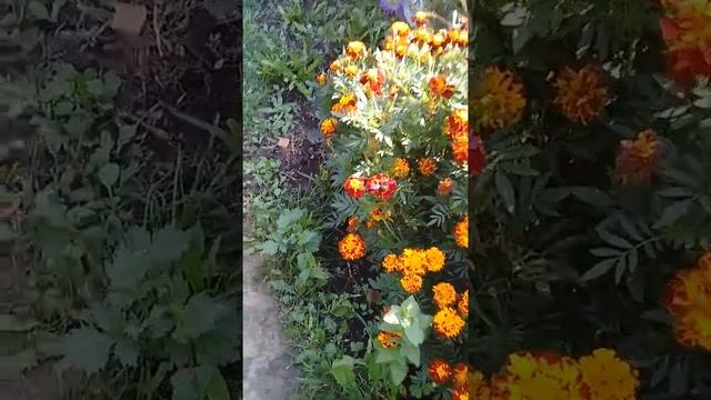 Черный шмель занесен в красную книгу сняли в саду в ишимбайском районе башкортостана смотреть онлайн