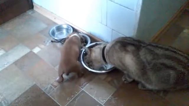 Питбуль Бонни, делим миски с котом) смотреть онлайн