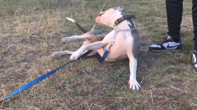 Амстафф Лакки смотреть онлайн