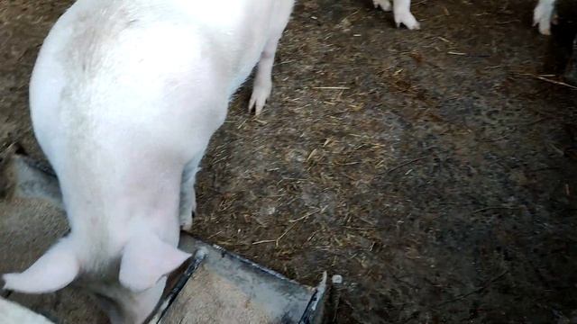 СВИНКА и хрюшка на ХОЗ ДВОРе. Дом свинки, вот так и выглядит. смотреть онлайн